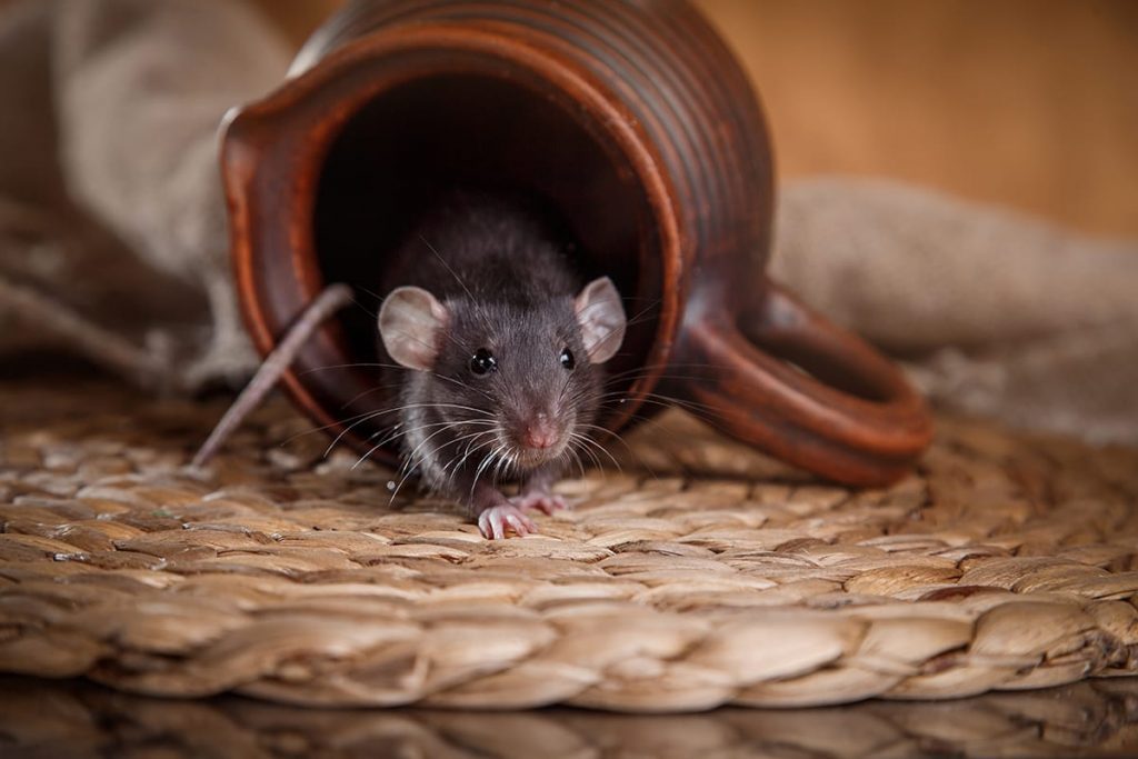 Уничтожение крыс в Иваново