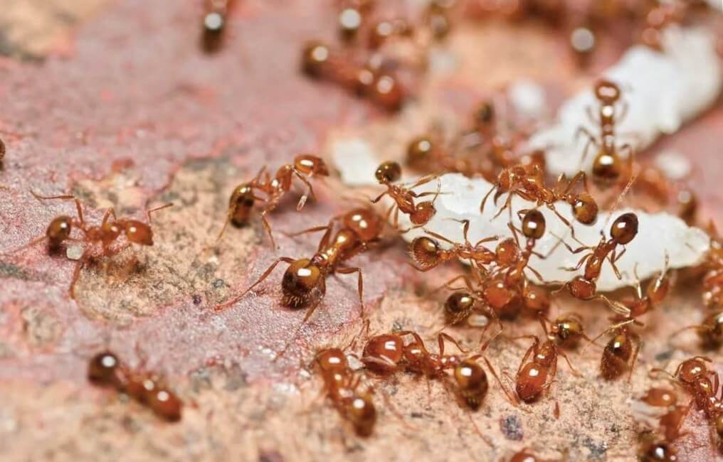 Уничтожение муравьев в Иваново