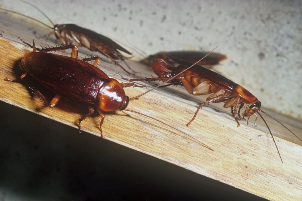 Как вывести тараканов из квартиры