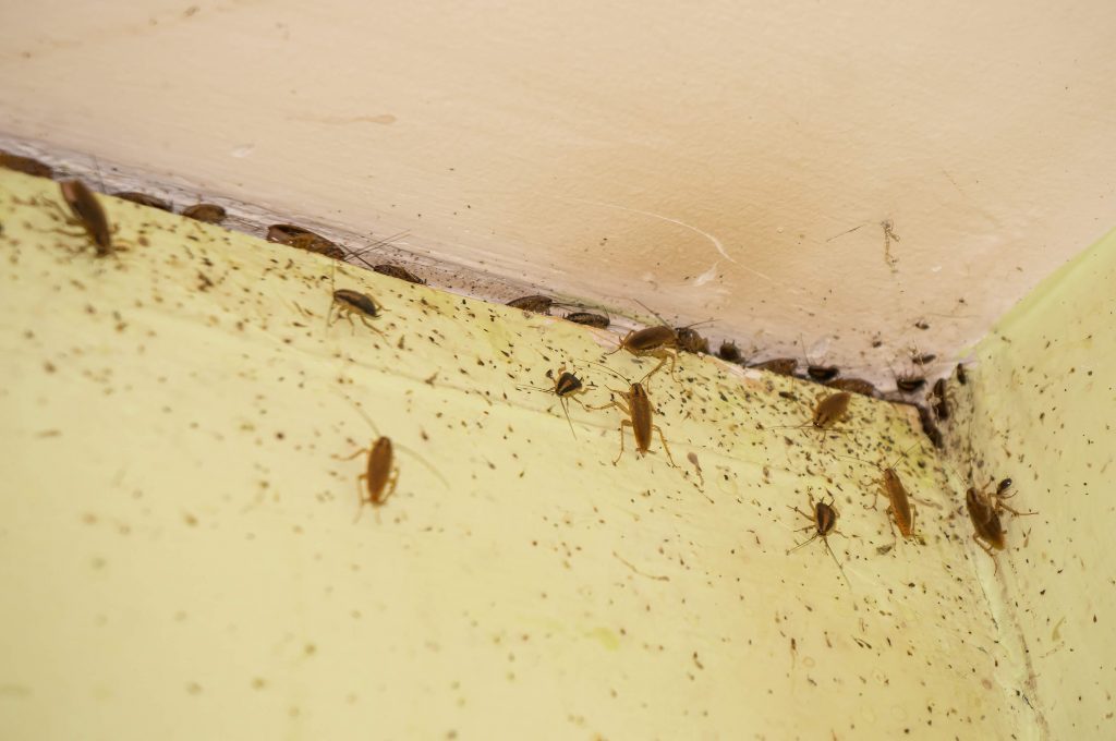 Как определить что в доме завелись тараканы