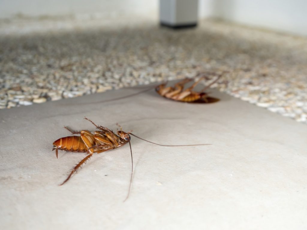 Уничтожение тараканов в квартире