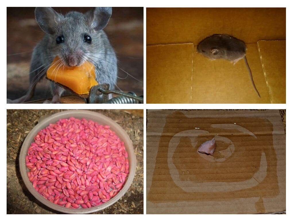 Средства по борьбе с мышами