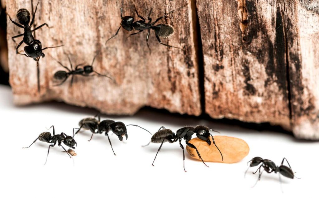 Уничтожение и профилактика муравьев в квартире