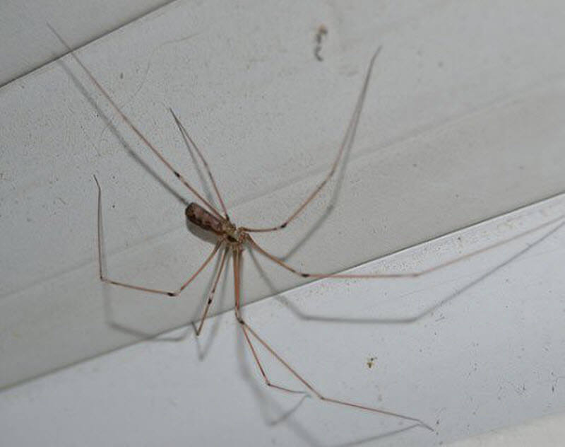 Как вывести пауков из квартиры