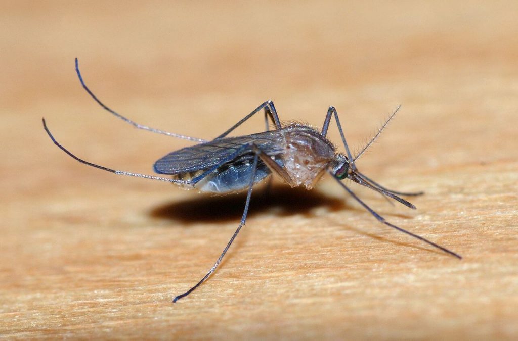 сколько дней живут комары самки