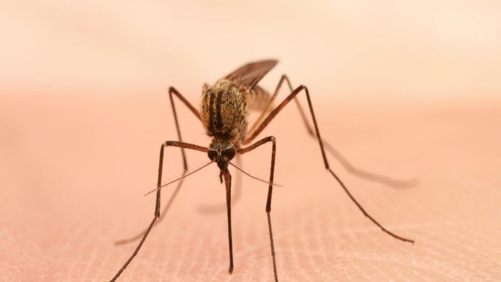 сколько дней живет комар без крови